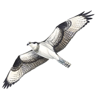Osprey Image May Not Display On This Browser If You Are Getting This Text